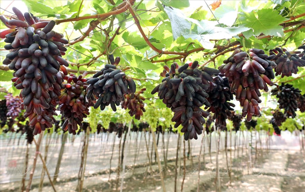 Vận chuyển nho tươi sang Cảng Cebu bằng đường biển! Vận chuyển nho tươi sang Cảng Cebu bằng đường biển!